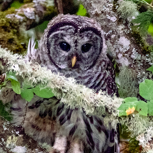 Barred Owl