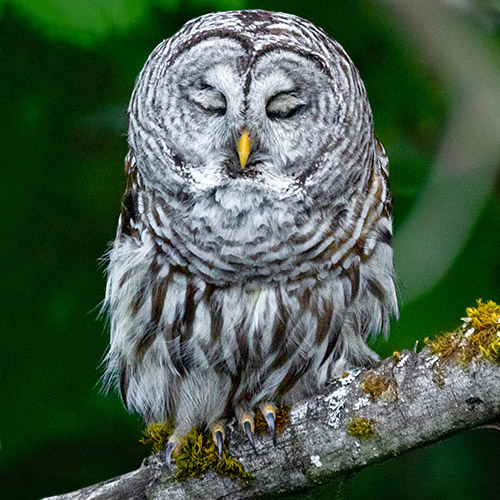 Barred Owl