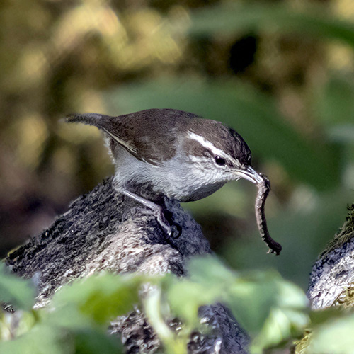 Bewick's Wren