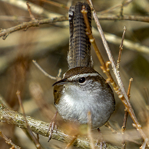 Bewick's Wren