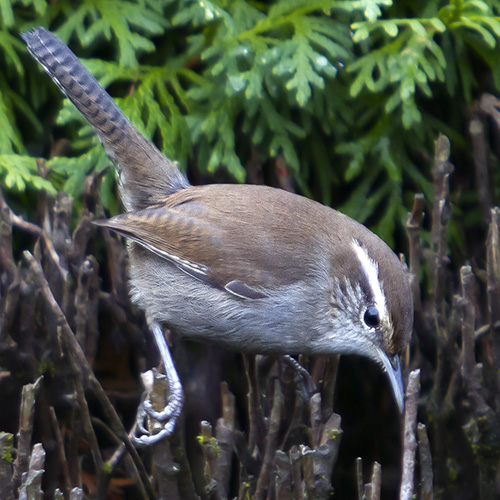 Bewick's Wren