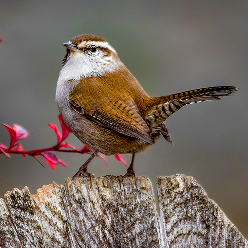 Bewick's Wren