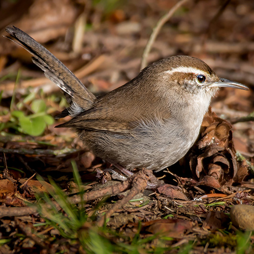 Bewick's Wren