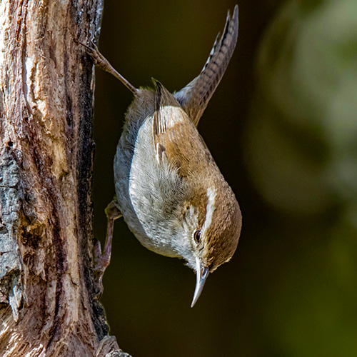 Bewick's Wren