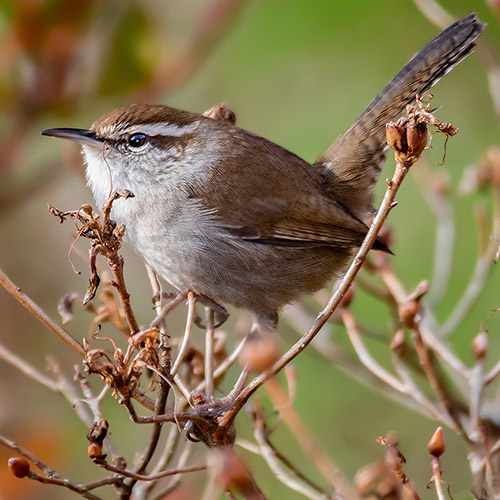 Bewick's Wren