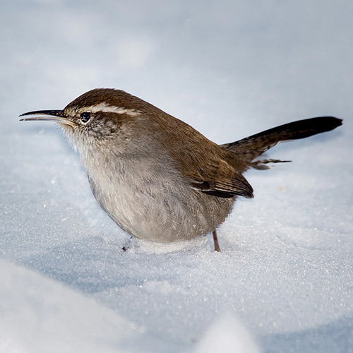 Bewick's Wren