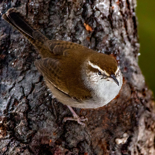 Bewick's Wren