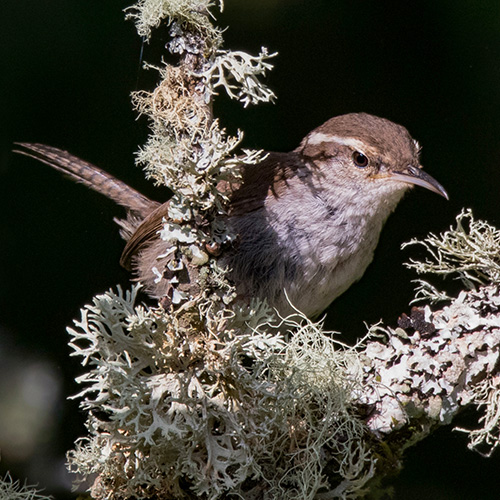 Bewick's Wren