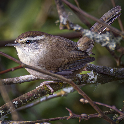 Bewick's Wren