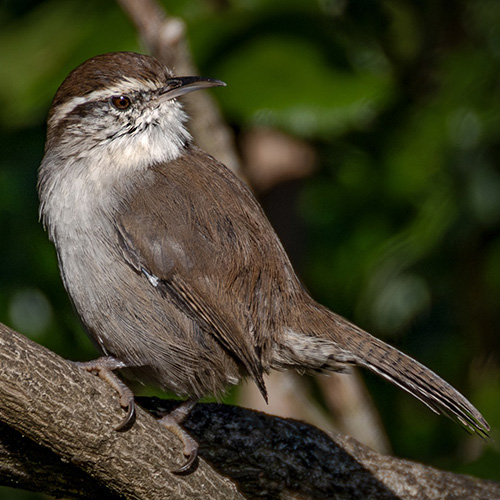 Bewick's Wren