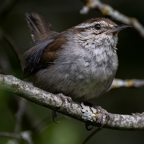 Bewick's Wren