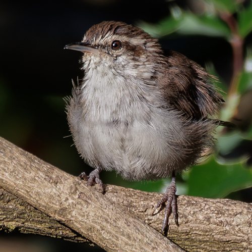 Bewick's Wren