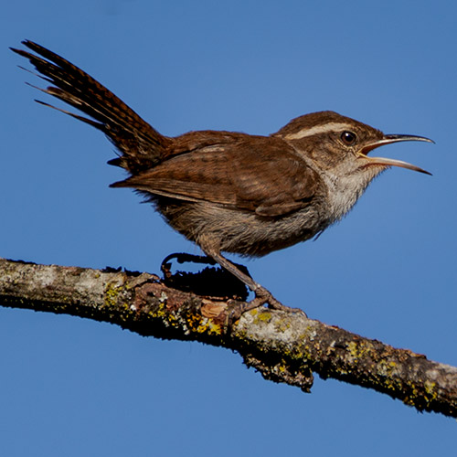 Bewick's Wren
