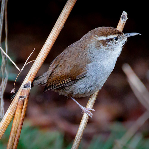 Bewick's Wren