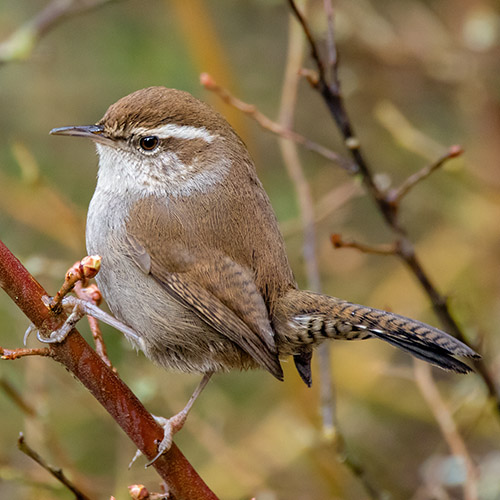 Bewick's Wren