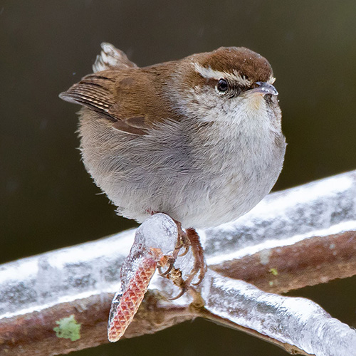 Bewick's Wren