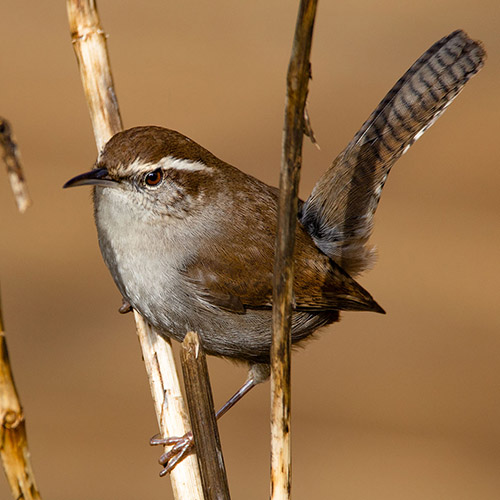 Bewick's Wren