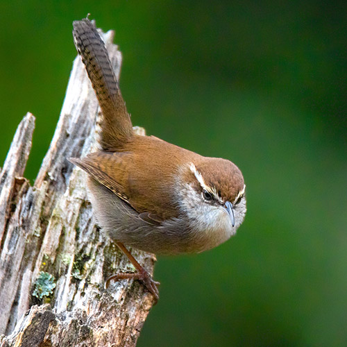 Bewick's Wren