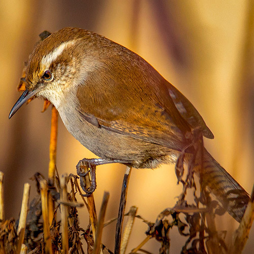 Bewick's Wren