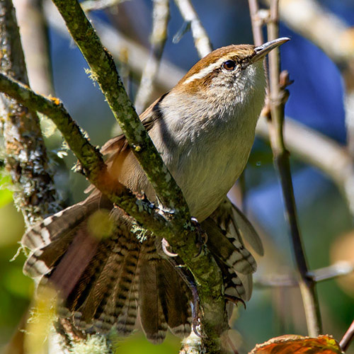 Bewick's Wren