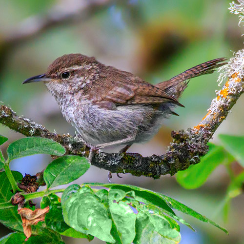 Bewick's Wren