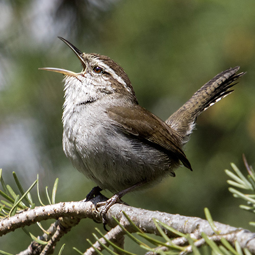 Bewick's Wren