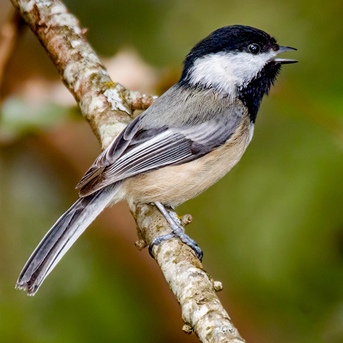 Black-capped Chickadee