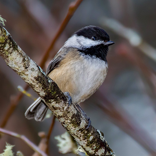 Black-capped Chickadee