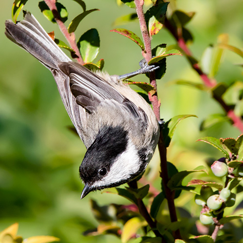 Black-capped Chickadee