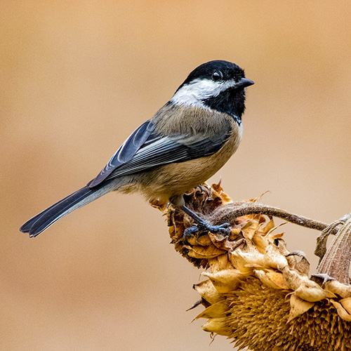 Black-capped Chickadee