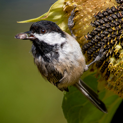 Black-capped Chickadee