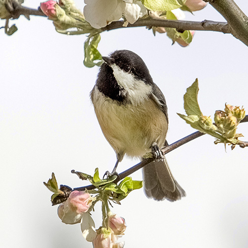 Black-capped Chickadee