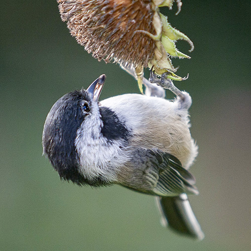 Black-capped Chickadee