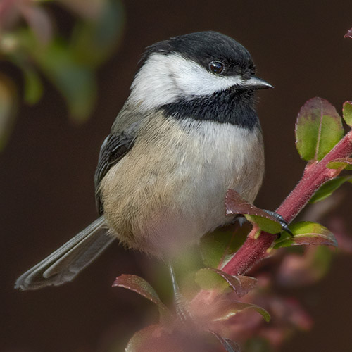 Black-capped Chickadee