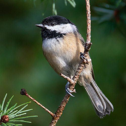 Black-capped Chickadee