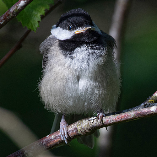 Black-capped Chickadee