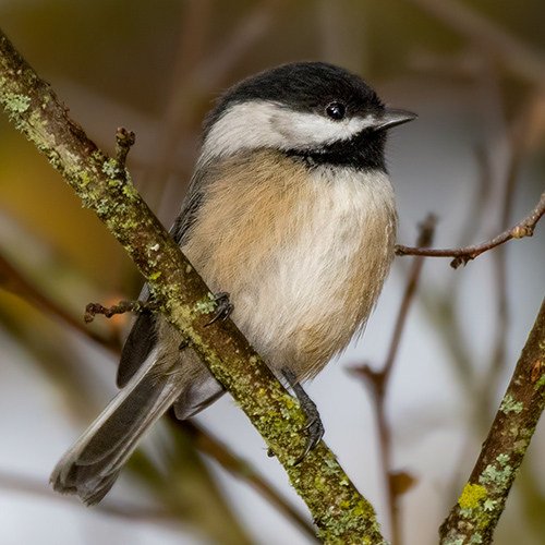 Black-capped Chickadee