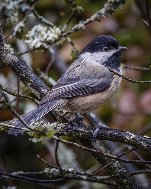 Black-capped Chickadee