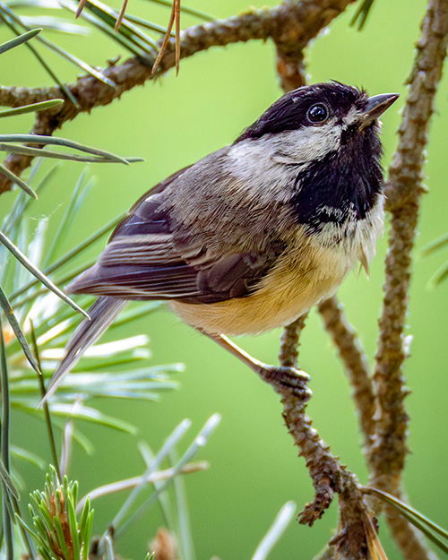 Black-capped Chickadee