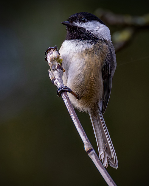 Black-capped Chickadee