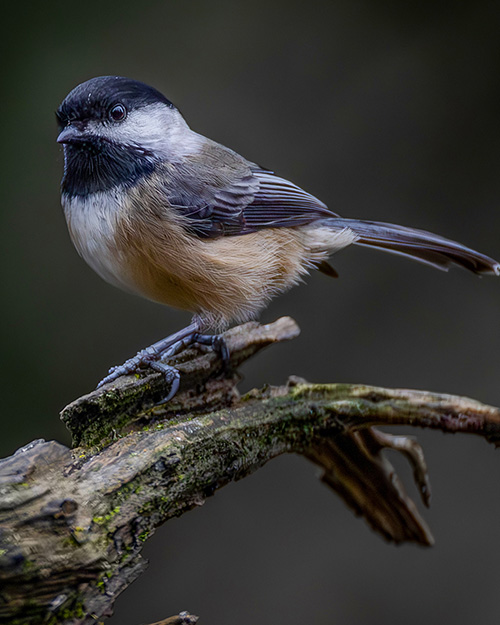 Black-capped Chickadee