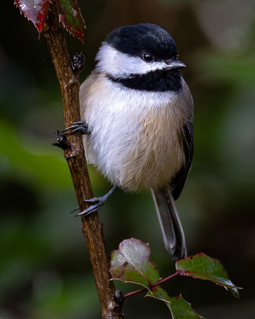 Black-capped Chickadee