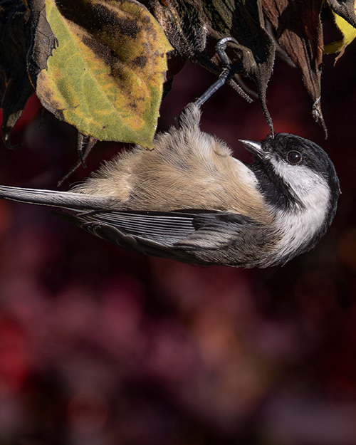 Black-capped Chickadee