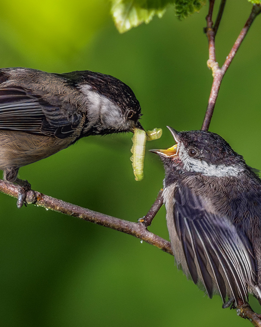 Black-capped Chickadee