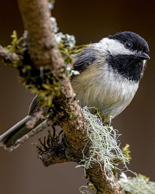 Black-capped Chickadee