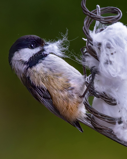 Black-capped Chickadee