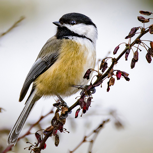 Black-capped Chickadee