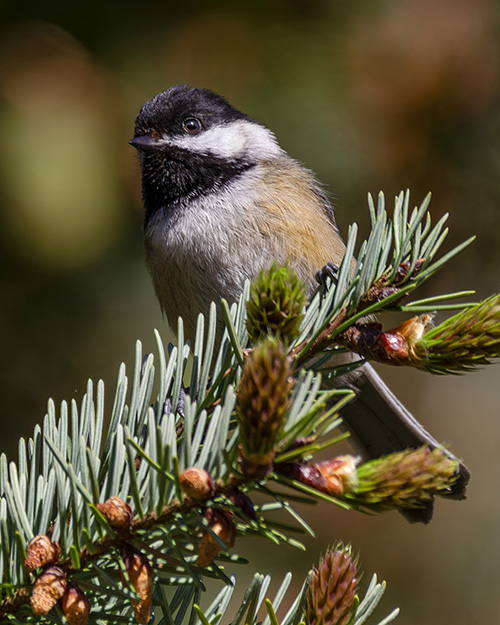Black-capped Chickadee