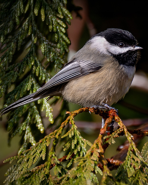 Black-capped Chickadee