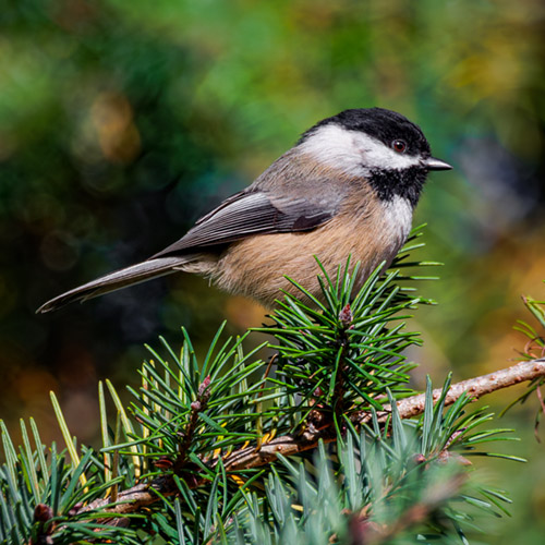 Black-capped Chickadee